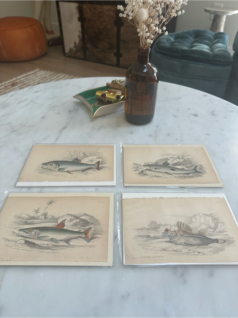 1800s Jardineโs The Naturalistโs Library Chromolithographs Rate Fish